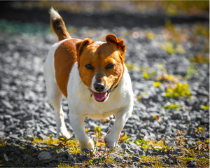 Jack russel