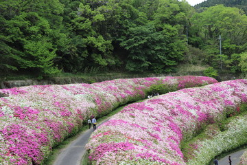 なるかわ園地のツツジ園