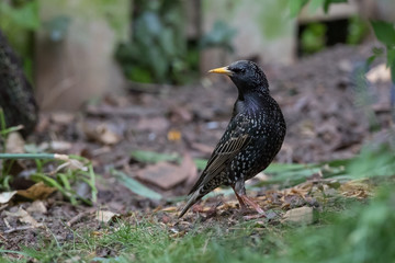 Starling