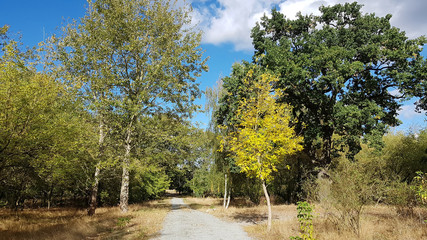 Forest path in autumn 