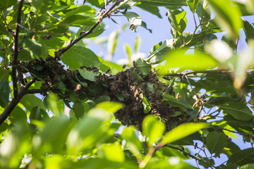 swarm of bees on a tree branch. small bee swarm on a cherry branch in the garden near the apiary.