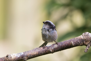 Long Tailed Tit