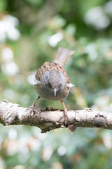 Dunnock