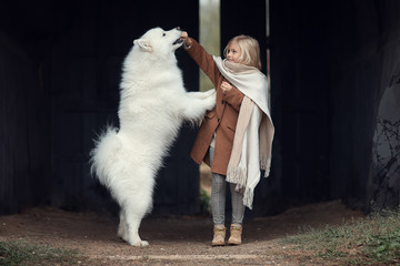 girl playing with samoyed dog