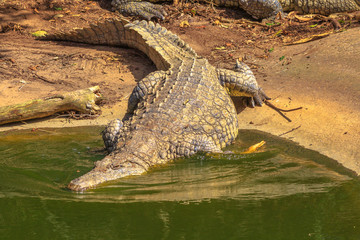 African Crocodiles entering the water in Ezemvelo KZN Wildlife. Nile Crocodile in St Lucia Estuary within iSimangaliso Wetland Park, South Africa, one of the top Safari Tour destinations. © bennymarty