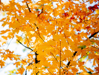 Closeup view on yellow leaves in autumn season park. © Masson