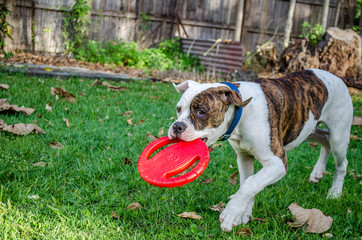 Fetch