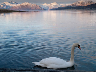Fototapeta premium Swans swim into the view of Ardgour from the Ballachulish Bridge