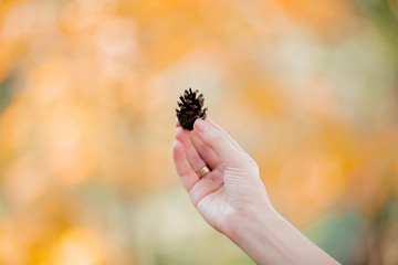 Female hand holding a pine cone on background in bokeh. Autumn season
