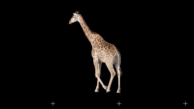 African giraffe slowly walking seamlessly looped on black screen, real shot, isolated on alpha channel premultiplied with black and white matte, perfect for digital composition, cinema, 3d mapping.