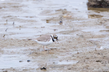 Little Ringed Plover