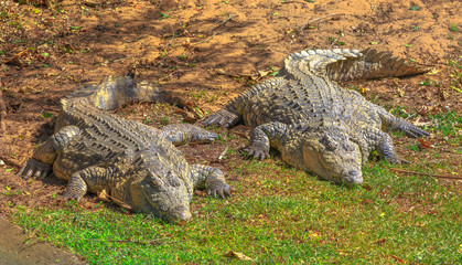 Naklejka premium Two African Crocodiles, Crocodylus Niloticus, resting at iSimangaliso Wetland Park, St Lucia Estuary, South Africa, one of the top Safari Tour destinations. Nile Crocodile in Ezemvelo KZN Wildlife.
