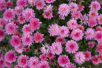 Pink Chrysanthemum in the garden. Background. Texture