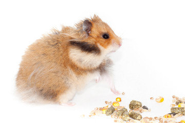 cute Syrian red hamster eats grain feed and treat for rodents