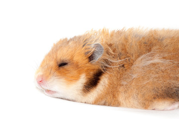 cute funny Syrian fluffy hamster lies and sleeps