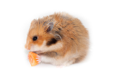 Fototapeta premium funny Syrian red hamster eating a piece of carrot