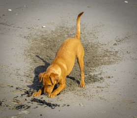 Dog Digging Sand