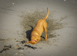Dog Digging Sand