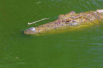 Closeup of African Crocodile face in the water in Ezemvelo KZN Wildlife. Nile Crocodile in St Lucia Estuary within iSimangaliso Wetland Park, South Africa, one of the top Safari Tour destinations.