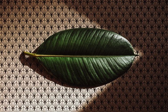 Leaf on the light