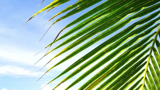Coconut palm tree under blue sky on tropical beach and sea
