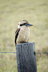 Kookaburra 5