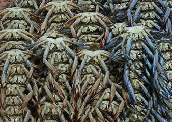 blue crab for sell in market