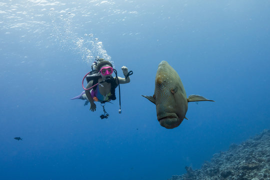 Adult male Napoleon Wrasse (Cheilinus undulatus) in the reef with young female diver