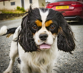 King Charles Spaniel