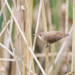 Reed Warbler