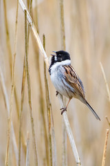 Reed Bunting
