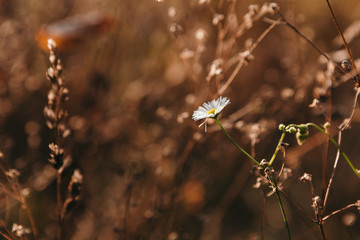 Beautiful and bright autumn background with yellow and red leaves on a sunny day