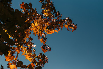Beautiful and bright autumn background with yellow and red leaves on a sunny day