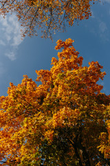Fototapeta premium Beautiful and bright autumn background with yellow and red leaves on a sunny day