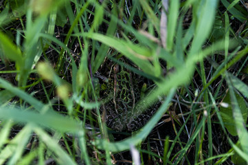 Frog in grass