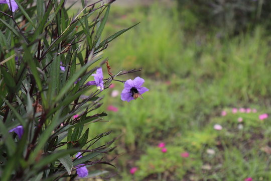 abeja flor 
