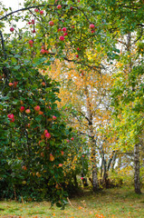 Fototapeta na wymiar branch full of ripe apples in the old garden