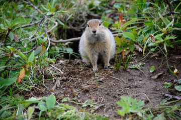 Arctic ground squirrel near its hole