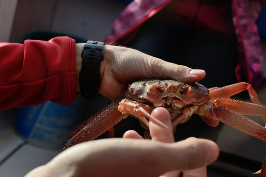 Snow crab (Chionoecetes opilio) in hands