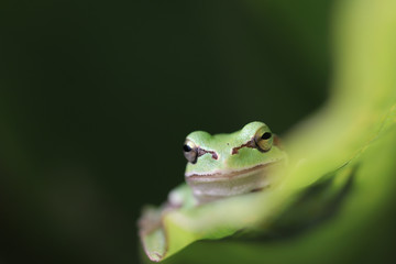 frog on leaf