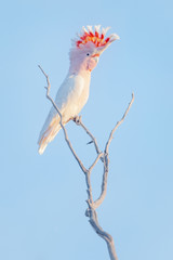 Wild major mitchell's cockatoo (Lophochroa leadbeateri) perched on branch with crest extended. Australia