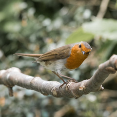 Robin