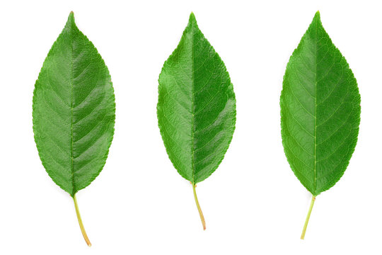 Cherry and sweet cherry leaf isolated on white background