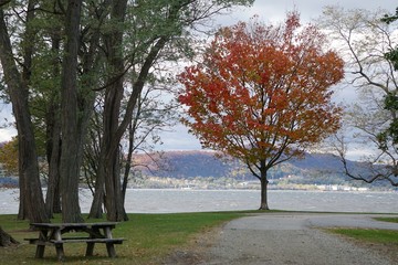 Croton-on-Hudson, New York, USA: A lone red maple (Acer rubrum) -- also known as swamp, water, or...