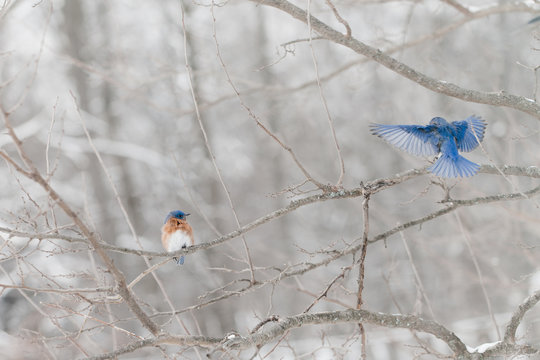 Two Bluebirds sitting on a branch in winter