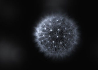 Fototapeta premium Abstract detail of dandelion flower