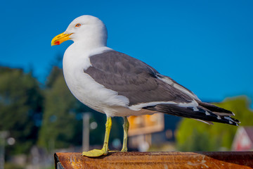 Close up of selective focus of single seagull at a beach in Chiloe National Park, Chile