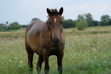 Brown horse portrait on a field