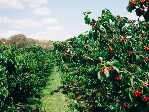 Ripe Cherries On Trees
