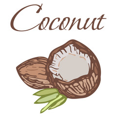 Illustration of Tasty Veggies. Vector Coconut Isolated on a White Background